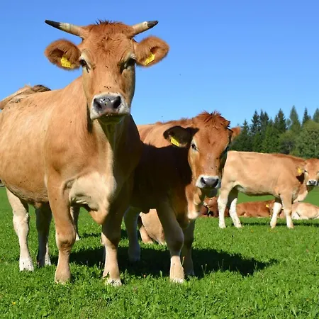 Ferienhuette Hochalm Dom wakacyjny Lunz am See