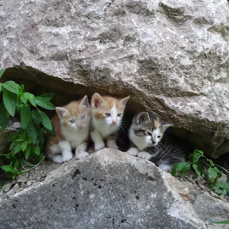 Ferienhuette Hochalm Lunz am See