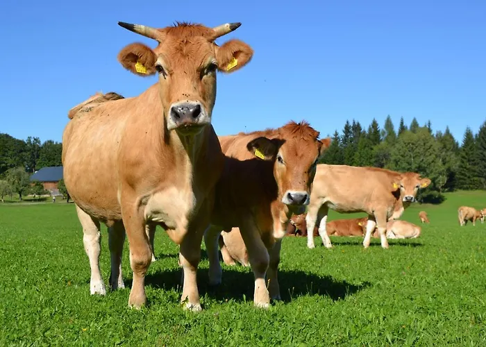 Ferienhuette Hochalm Dom wakacyjny Lunz am See