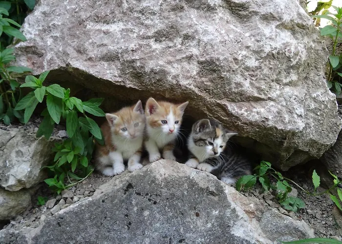 Ferienhuette Hochalm Lunz am See